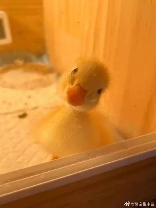 富贵花不知道宝贝们有没有听说过一种可爱鸭鸭08走路内八 歪头歪脑