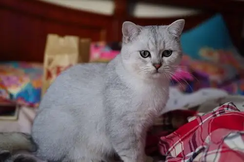 一家养的英国短毛猫银渐层,一窝小猫