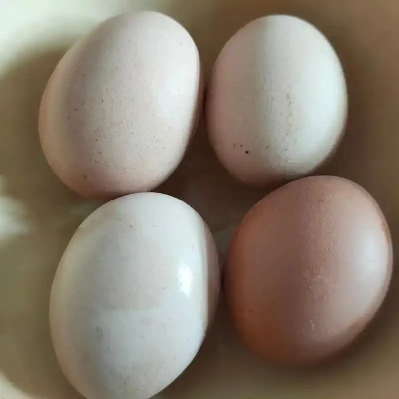 吃鸡蛋也生日快乐98 #happybirthday #鸡蛋和 - 抖音