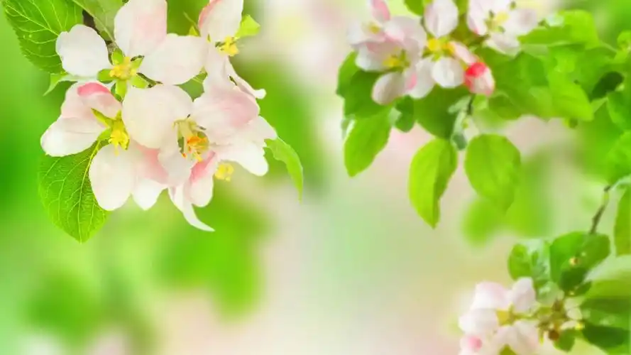 苹果花桌面壁纸