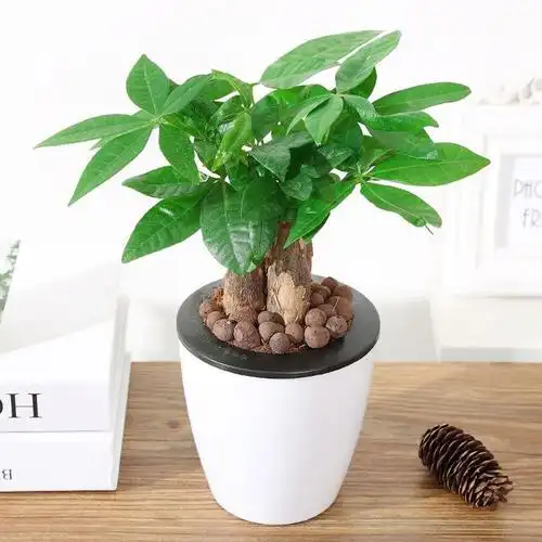 比香水还香的7款盆栽,家里种一盆,不仅净化空气还是蚊虫的克星_网易订