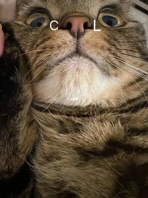 pet妈咪说我的鼻孔很酷