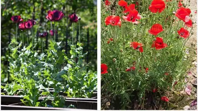 虞美人和罂粟为同科同属植物,从外形上看两者极为相似,经常有新闻报道