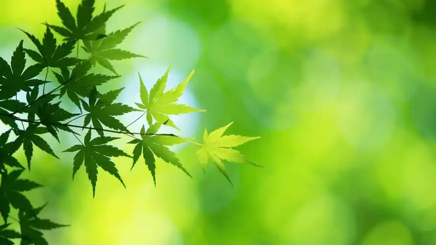 小清新01-养眼绿色树叶 - 资源共享 - 一加手机社区官方论坛