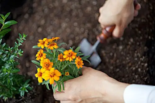 手,种植,万寿菊