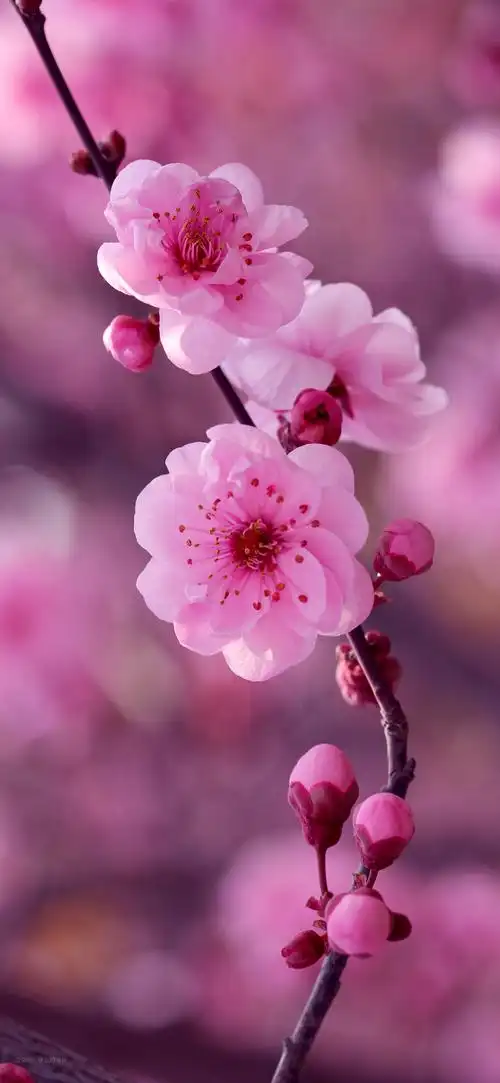 很灵的桃花运正缘图片 - 壁纸 - 我有趣