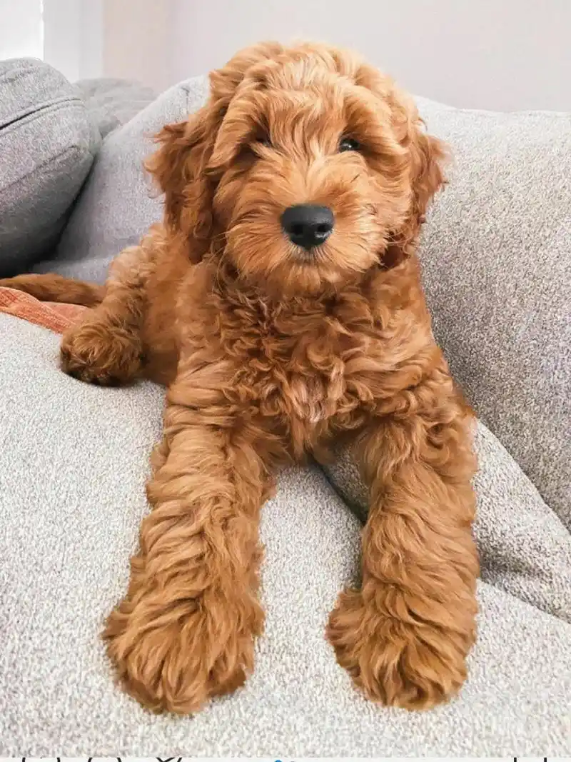 goldendoodle 金贵犬f1,f1b,f2,f2b区别 太喜欢金贵了,发现国内好像挺