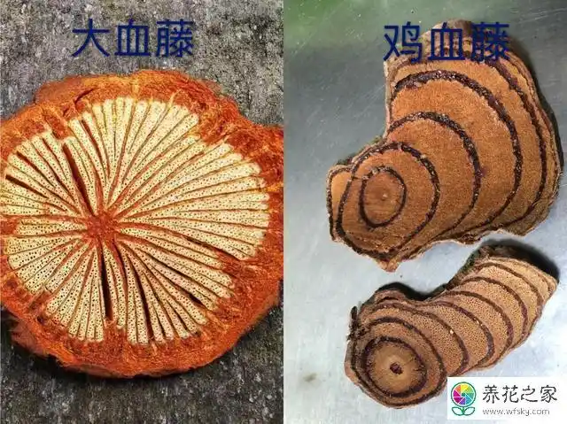 大血藤加鸡血藤一起用的功效