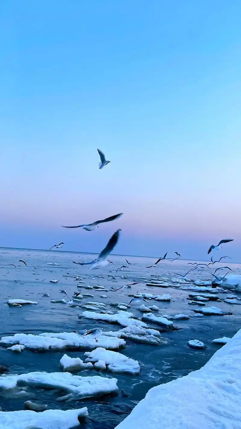 好多小伙伴要这张图,自取吧#去有风的地方看海鸥飞翔 - 抖音
