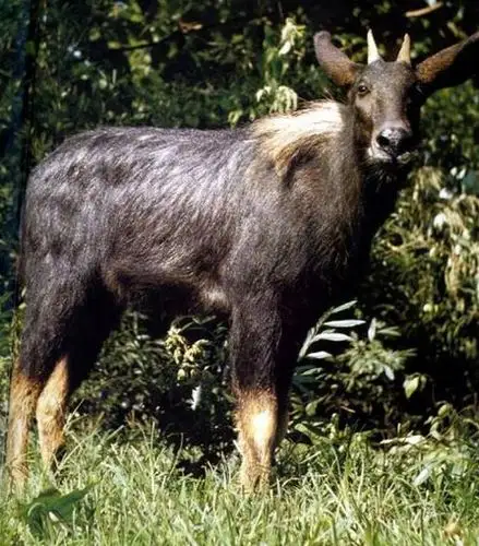 而浙江省富阳市湖源乡上南坞村的村民则因其体型像羊,称之为牧羊.