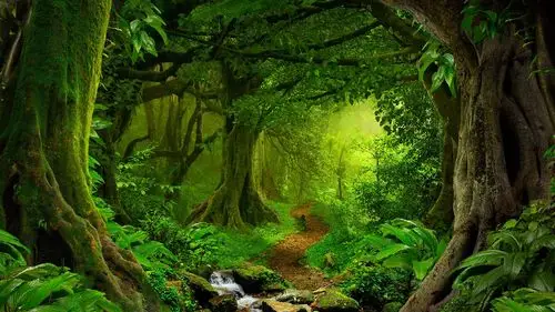 用作电脑壁纸,如同置身于森林之中,好看又护眼哦