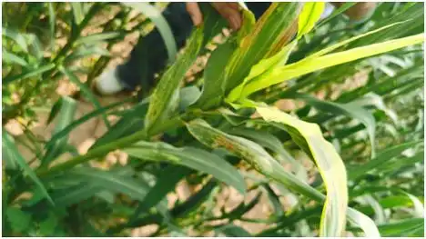 府谷注意查治谷子白发病