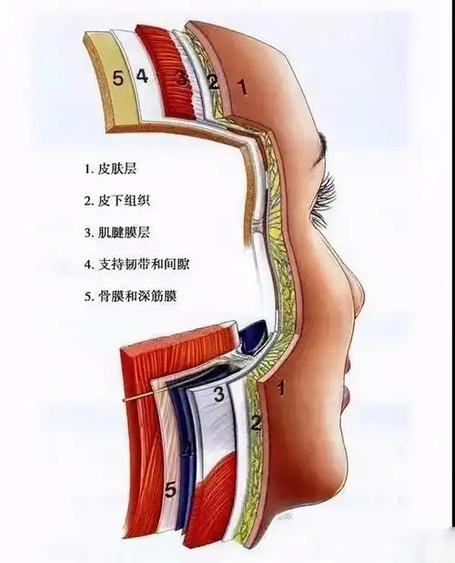 面部五层结构