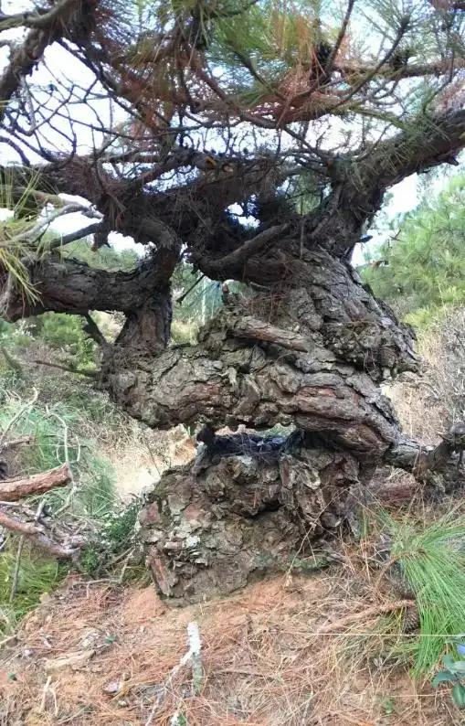 表哥800买了一棵"百年山松",急着就要挖,网友:挖起来就亏