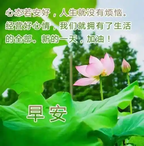 原创8张最美夏天风景早安图片带字带祝福语2022好看的夏日风景早上好