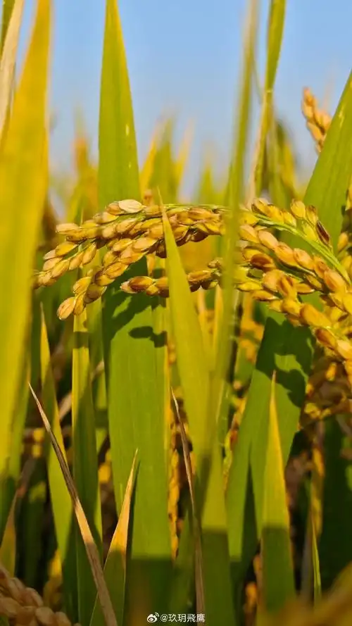 间谍窃取我国杂交水稻亲本种子