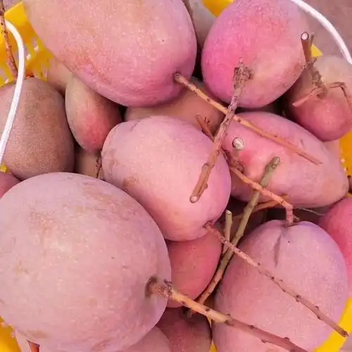 新鲜水果现摘礼盒装10斤海南三亚红玉芒玉文芒特大红芒果应季