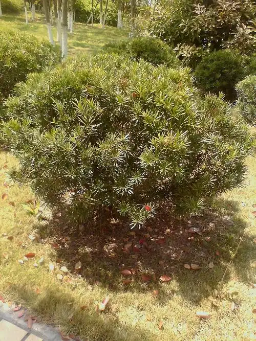 这些树叫什么名字,市价大概是多少啊?