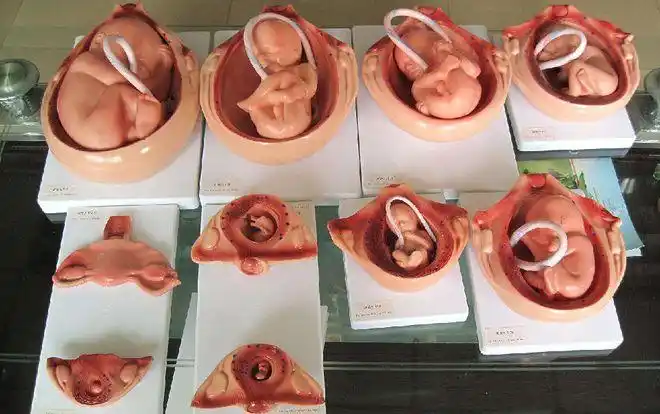 胎儿发育到分娩全过程:怀孕4周至40周过程图解_网易订阅