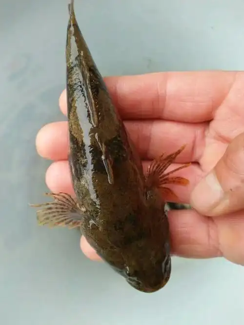 130****7017| 浏览 3 次来自:手机知道    1 小时前 网友采纳 沙塘鳢