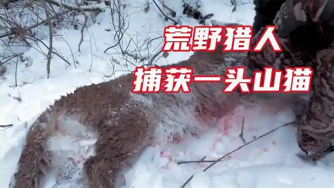 荒野猎人捕获一头山猫,这样的顶级食材,用什么烹饪方式最好吃-三农