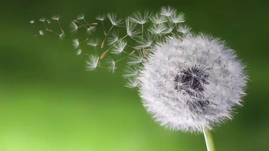 蒲公英种子植物蒲公英图片桌面壁纸