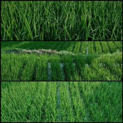 绿色朋友圈壁纸