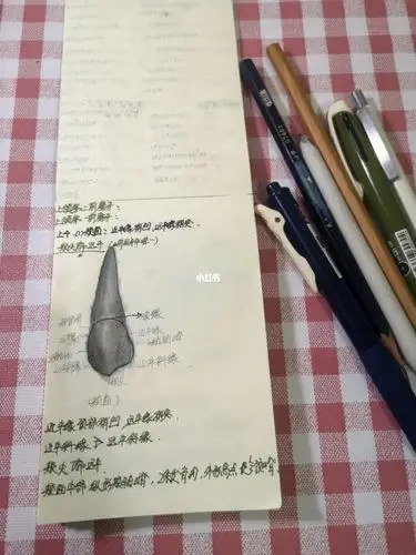 上颌第一前磨牙的绘制