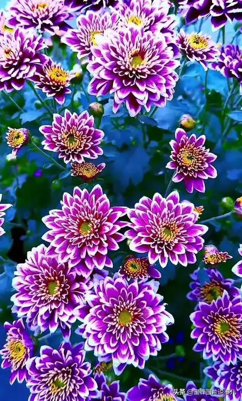 壁纸美图不是花中偏爱菊此花开尽更无花