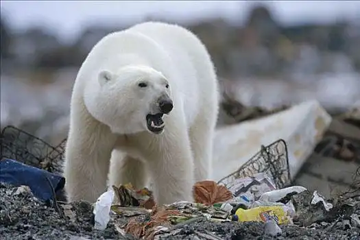 北极熊,垃圾堆,丘吉尔市,曼尼托巴,加拿大