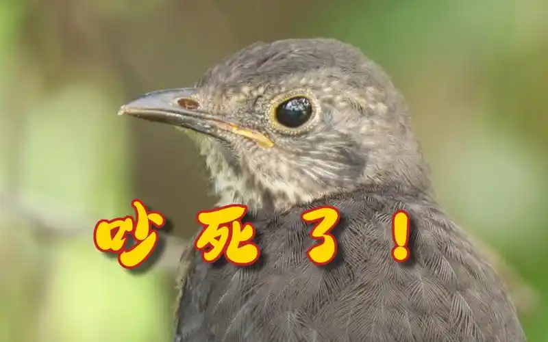 除草机的声音吵的鸫鸫睡不着