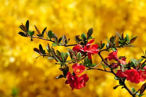 世界壁纸中的美丽花朵