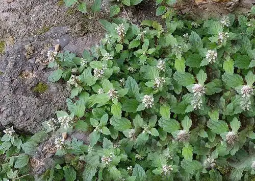 苦地胆的植物简介