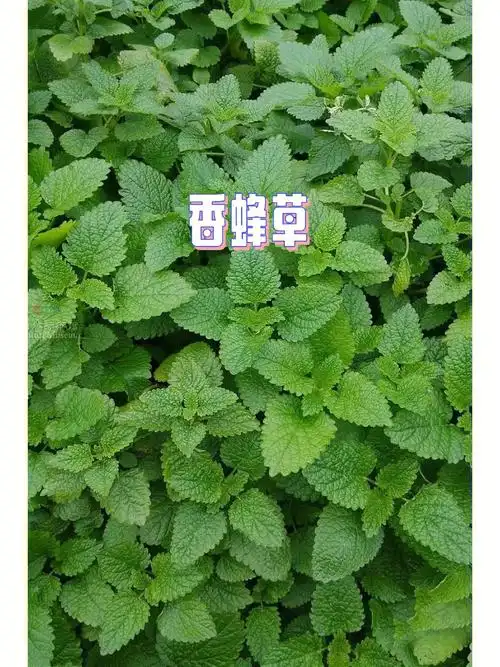 每日精油香蜂草蜜蜂的选择