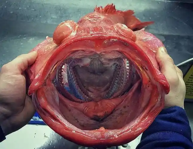 慎入:科学家深海发现异形生物 这外形太惊人