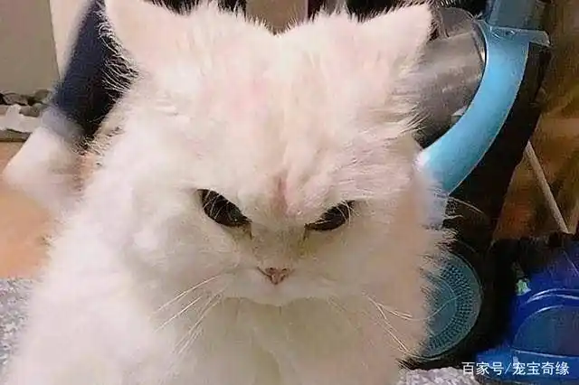 我生起气来连自己都怕!可爱萌宠生气照片大全