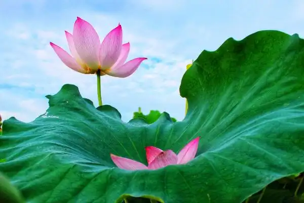 超凡脱俗的意思是什么