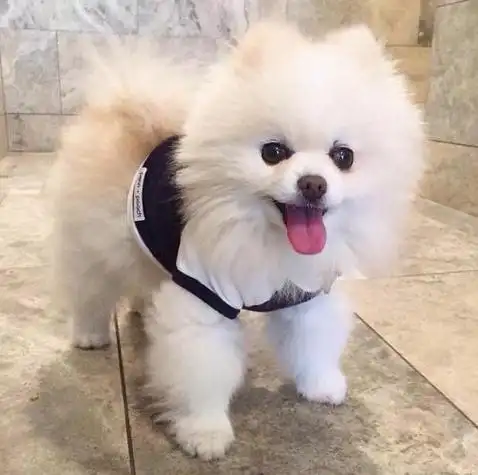 世界狗狗品种图片小型—— 世界狗狗品种图片小型1   1,喜乐蒂牧羊犬