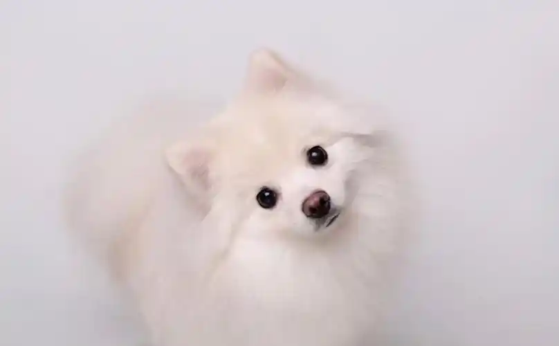 狗狗为什么歪头狗狗耳朵突然一歪一正