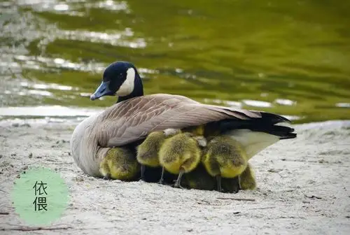 鹅宝宝们在长大
