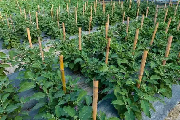 秋葵的种植方法和时间(秋葵的种植方法和时间图片)