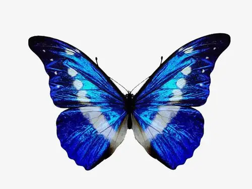 关键词 : 蓝色,蝴蝶,梦幻,艺术[声明] 觅元素所有素材为用户免费分享
