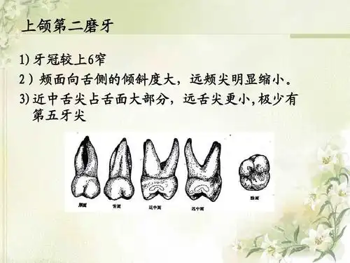 2012级第4次课口腔解剖生理学 (切牙,尖牙)ppt