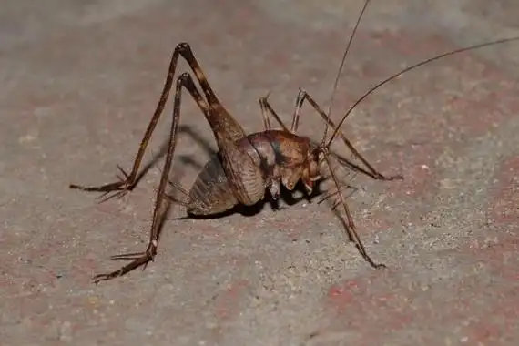 灶马怎么爬进家里的