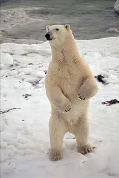 北极熊,站立,丘吉尔市,曼尼托巴,加拿大