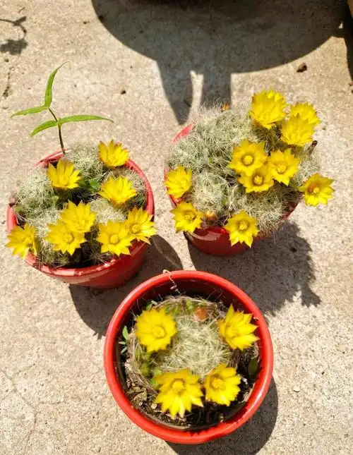 有种仙人球叫"芳香丸"可以用来看球,刺,花,香,既结实又好养