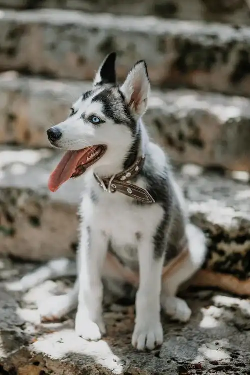 可爱的宠物狗-哈士奇 - 忘悠微摄影 - 图虫