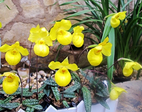 杏黄兜兰花姿优雅,花型兜状如一个个艺术品,十分适合家居盆栽!