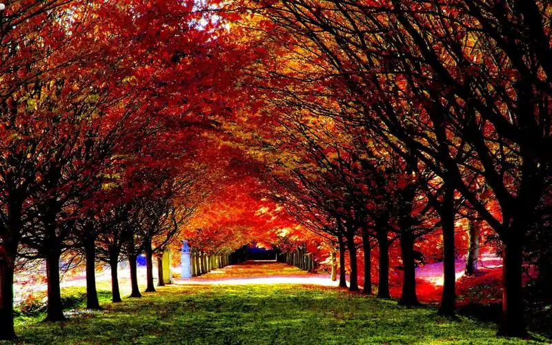 秋日里黄色落叶自然唯美风景桌面壁纸