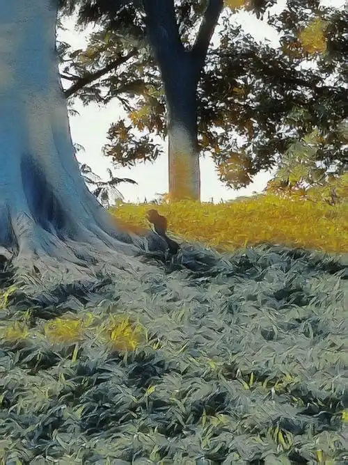 树上是静美的天堂,树下是自由的灵魂.